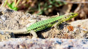 Встреча с ящерицей и точка разворота.