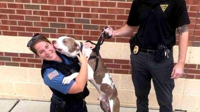 Прикованный цепью к дереву питбуль не мог даже пошевелиться смотреть онлайн