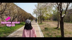 Cheonggyecheon Cherry blossoms / Korea Travel Vlogs / 청계천 벚꽃