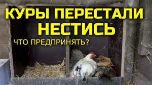 Куры перестали нестись, что делать? #сезонконтентаRUTUBE