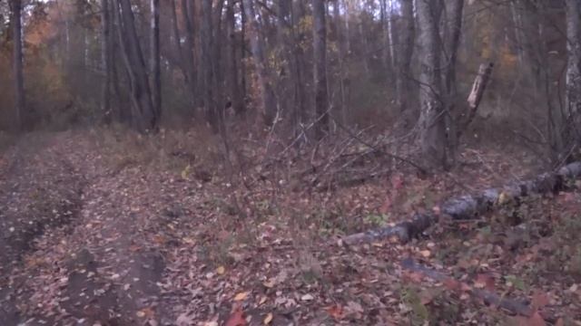 Леший на ветке и Золото Брянского леса смотреть онлайн