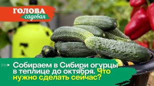 Голова садовая - Собираем в Сибири огурцы в теплице до октября. Что нужно сделать сейчас?