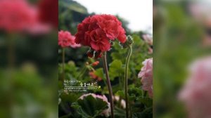 Pelargonium 꽃소개 - 좋을코랄빛