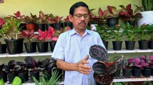 New stock of calathea & anthurium plants reached for sale