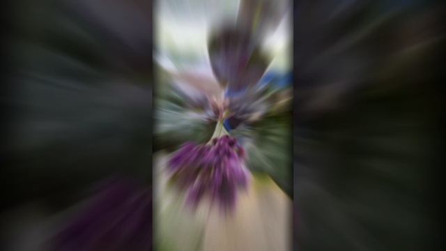 фиалки. 25.05.2023 смотреть онлайн