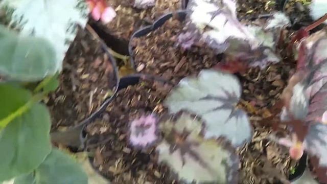 QUICK TIPS FOR BEGONIA смотреть онлайн