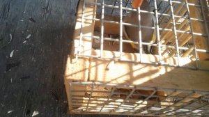 Ловля черноголового щегла. Зимник.