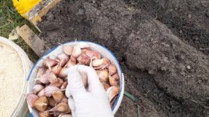 ПОСАДКА ЧЕСНОКА .ЧЕМ ЗАМУЛЬЧИРОВАТЬ ЧЕСНОК ПОСЛЕ ПОСАДКИ.