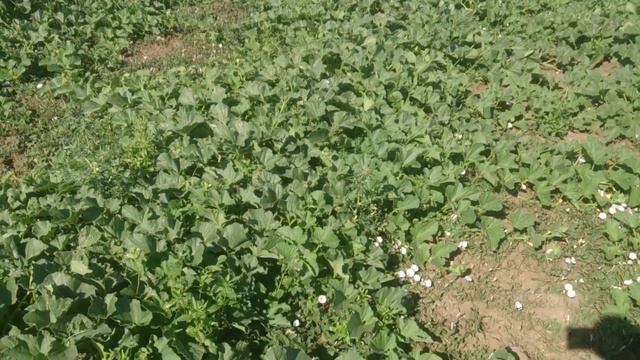 Дыня сорт сокар смотреть онлайн