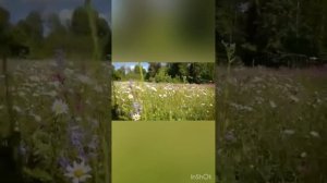 Алсу Сәйфуллина “ Зәнгәр күлмәк “ ( татар клипы 2017 ел)