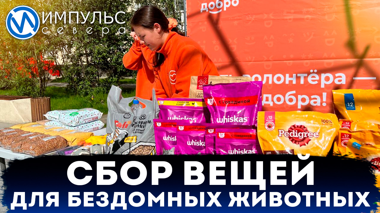 Волонтёры Доброцентра устроили сбор необходимых вещей для бездомных животных