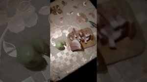 Яйца на сале