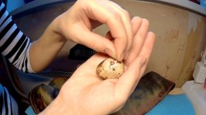 Магазинные перепелиные яйца на батарее