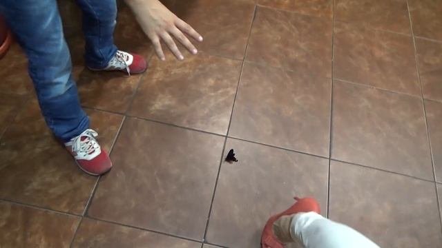 Музей иллюзий, Дом великана, Сад бабочек, Контактный зоопарк и Зеркальный лабиринт