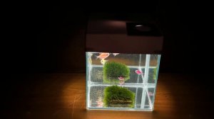 ЗЕРКАЛЬНЫЙ АКВАРИУМ. АКВАРИУМ ИЗ ЗЕРКАЛА. MIRROR AQUARIUM