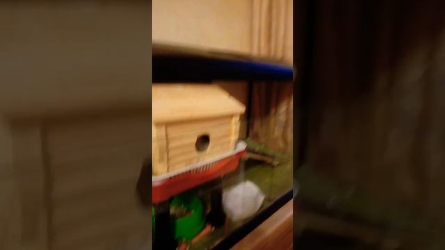 Морские свинки, как содержатся, плюсы и минусы Феня, Борон. смотреть онлайн