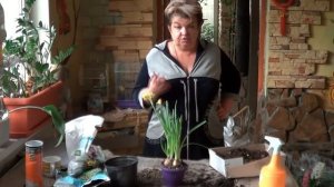 Мне  Подарили Нарцисс В Горшке, Как Ухаживать ? Садовые Нарциссы Уход