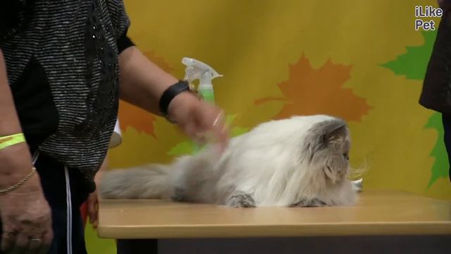 30 января 2017 г. смотреть онлайн