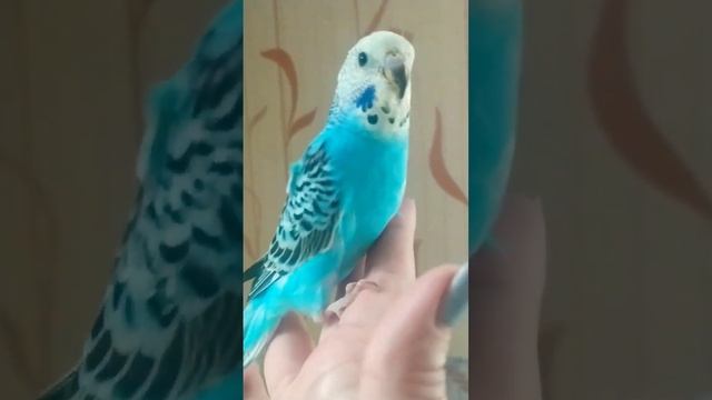 волнистый попугай ❤ 1 месяц, полностью оперилась красотка? #bird #parrot #птицы #волнистыйпопугай