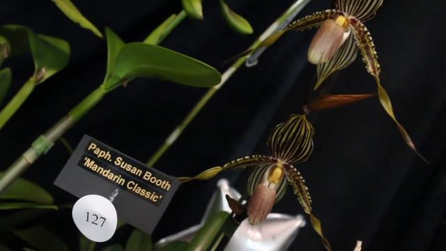 OUT OF THIS WORLD ORCHID SHOW! CFL ORCHID SOCIETY смотреть онлайн