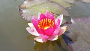 нимфея Pygmaea Rubra (nymphaea Pygmaea Rubra)
