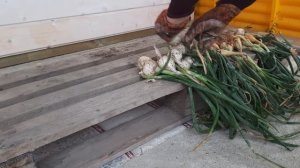 Что делать с луком после выкопки? Подготовка лука к хранению!!!