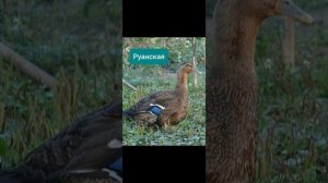 10 моих любимых пород уток ??