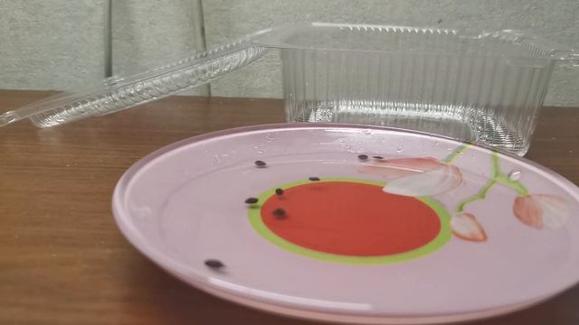 Выращиваем Мимозу Стыдливую! (Mimosa pudica) #1 смотреть онлайн