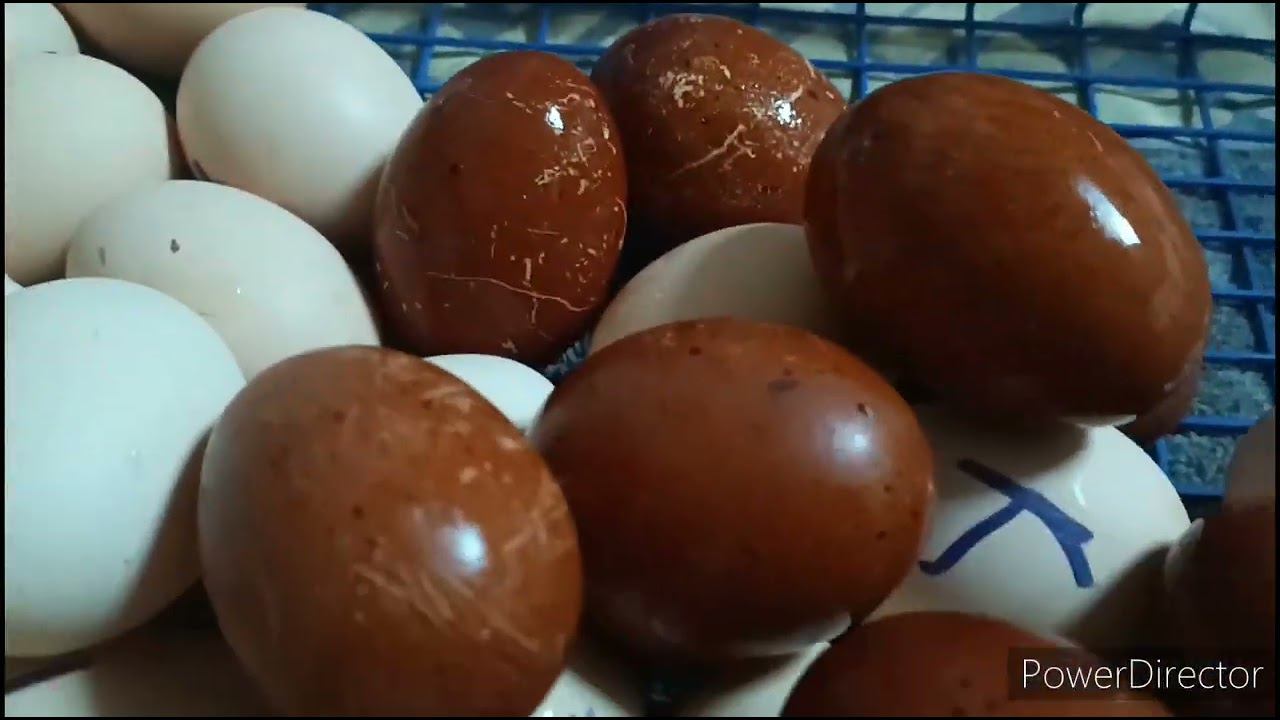 Мыть или не мыть? Болталка обо всем. смотреть онлайн