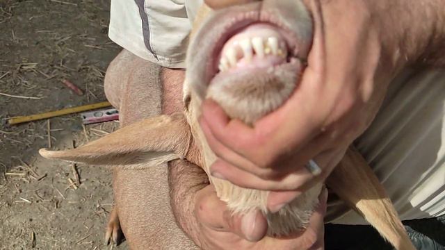 (993) сын Магнита на продажу +996553999905. цена 50т смотреть онлайн