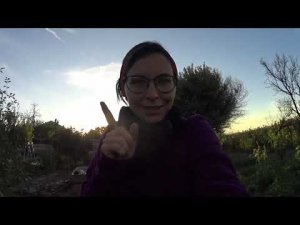 Купила розу ЛИМБО за которой все охотятся//Сажаю растения в новую клумбу/DIY garden