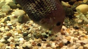 Акара бирюзовая-СБОР ПОТОМСТВА