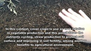 Nutrient Cycling by Cover Crops in Vegetable Growing under Conservation Agriculture