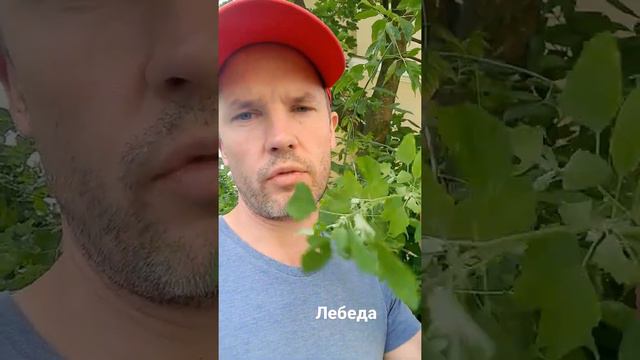 Как выглядит лебеда? смотреть онлайн