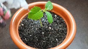 ⚠️ Как вырастить огурцы в открытом грунте без теплицы? Легко! Огурцы завалят вас урожаем!