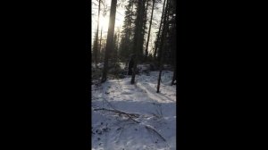 Лес\заготовка пихтовой лапки