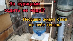 ?Автономный курятник без участия человека. За курицами ходить не надо!!!