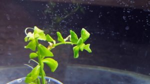 БАКОПА МОНЬЕ ВАРИЕГАТНАЯ ( bacopa monnieri variegatus )