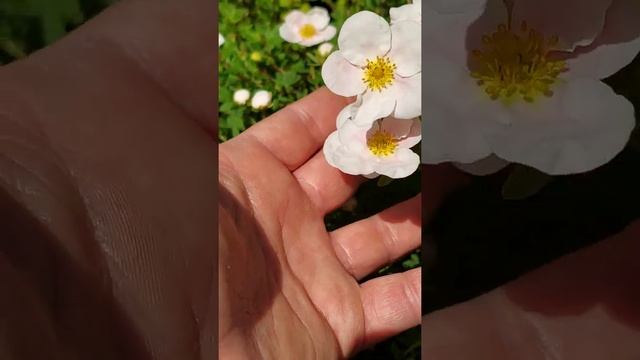 Potentilla fruticosa ?????