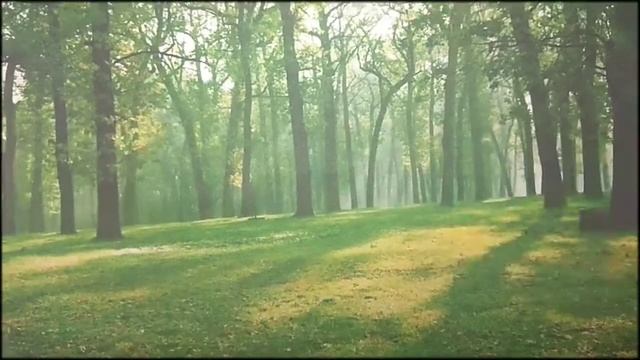 Дикие животные. СКРАЙБИНГ. смотреть онлайн