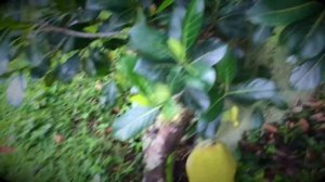 🍊Hawaii Fruit Hunt With Our Kids. Fun Memories Of Our Farm In Kapoho, HI.  (Filmed January, 2017).