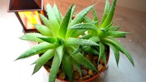 Вредители на суккулентах. Ответы на ваши вопросы