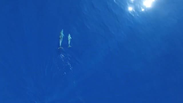 Dolphin Underwater Paradise: Stunning Footage and Soothing Music for Relaxation and Meditation