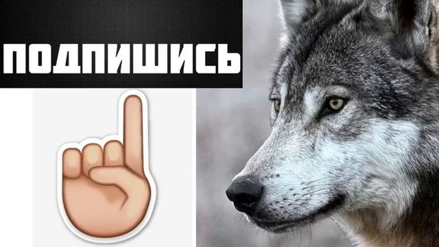 ЦИТАТА ВОЛКА #волк извените за звук ;З смотреть онлайн