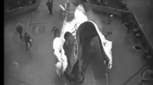 Это факт. Первые китобои