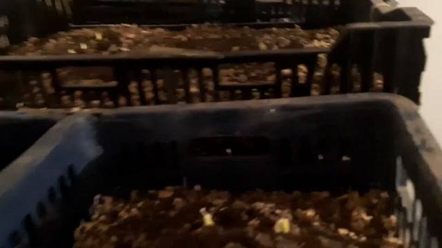 Тюльпаны охлаждение смотреть онлайн