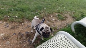 Купили СОБАКУ !!! Ошиблись???