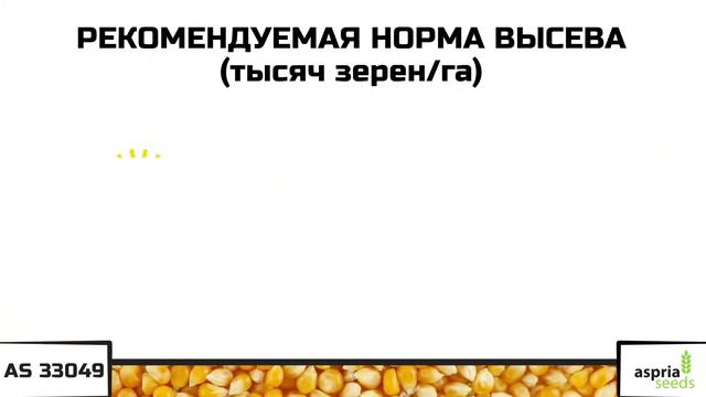 Гибрид кукурузы AS 33049 (ФАО 260) смотреть онлайн
