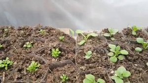 ОБРИЕТА ВЫРАЩИВАНИЕ ИЗ СЕМЯН СОВЕТЫ ПО ВЫРАЩИВАНИЮ. ПРИЩИПКА видео.mp4