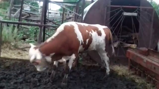 Бык танцует смотреть онлайн